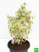 ficus starlight - plant