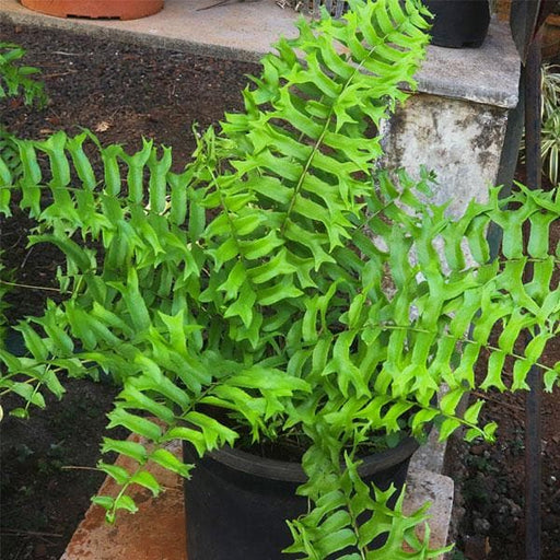 fish tail fern - plant