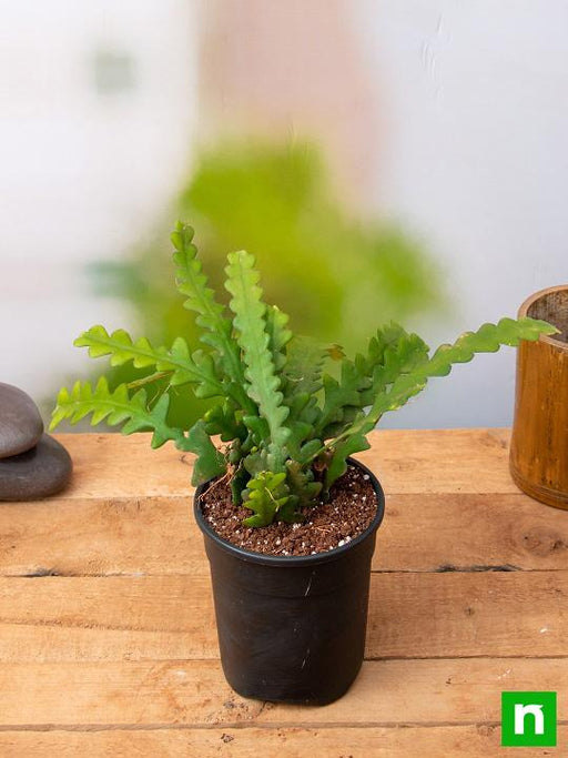 fishbone cactus - plant