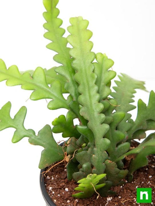 fishbone cactus - plant