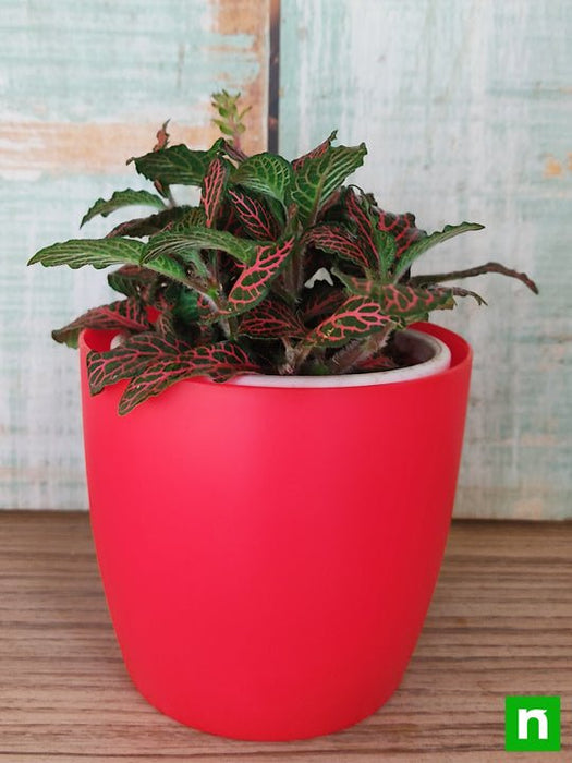 fittonia albivenis - plant