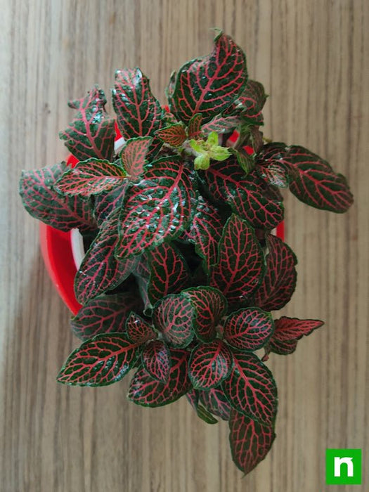 fittonia albivenis - plant