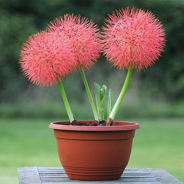 football lily - bulbs (set of 5)