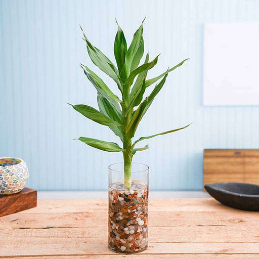 30 cm lotus lucky bamboo plant in a glass vase with pebbles - plant