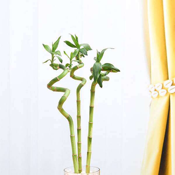 30 cm spiral stick lucky bamboo plant - plant