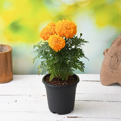 african marigold (orange) - plant