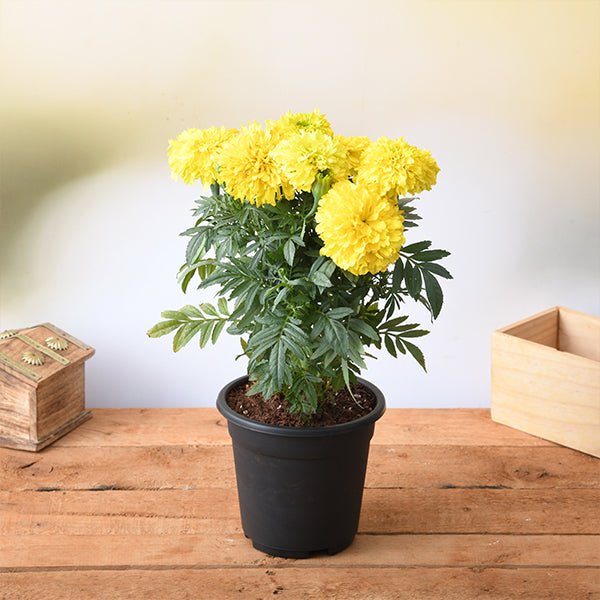 african marigold (yellow) - plant