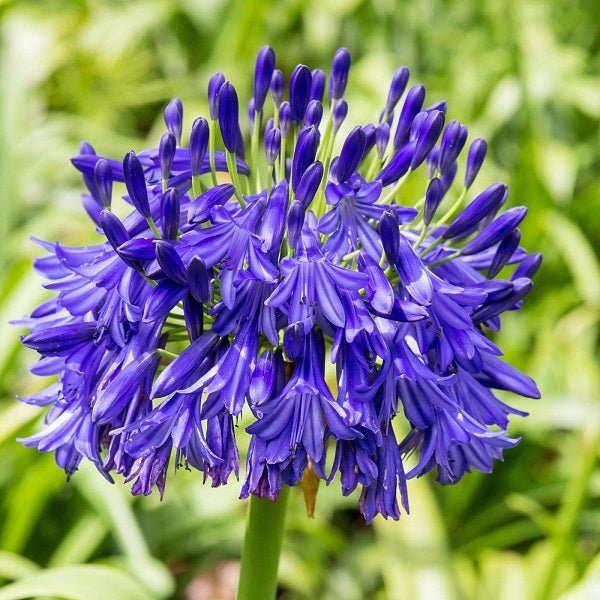 agapanthus (blue) - bulbs (set of 5)