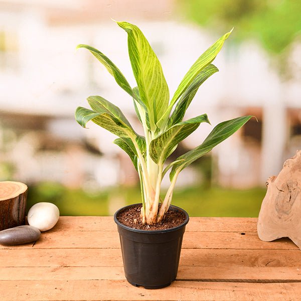 aglaonema brilliant - plant