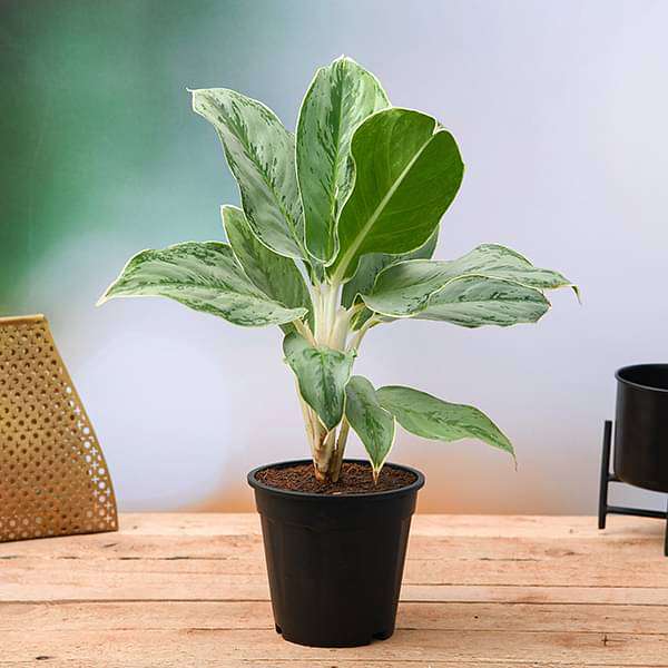 aglaonema commutatum silver queen - plant