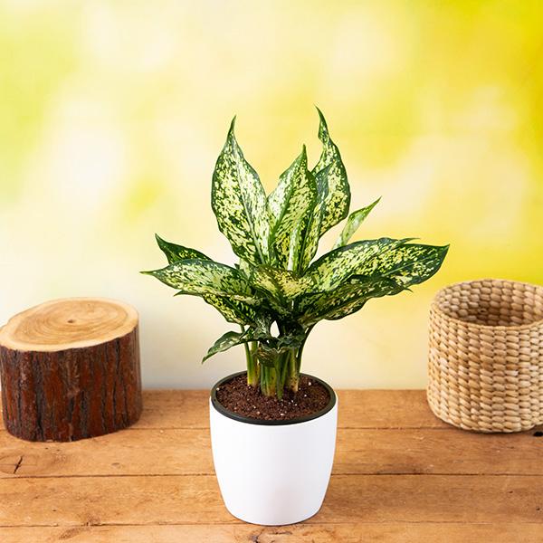 aglaonema costatum - plant