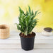 aglaonema green compact - plant