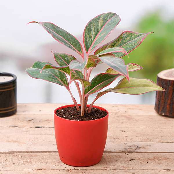 aglaonema siam aurora - plant