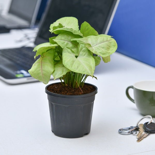 air purifier syngonium plant 