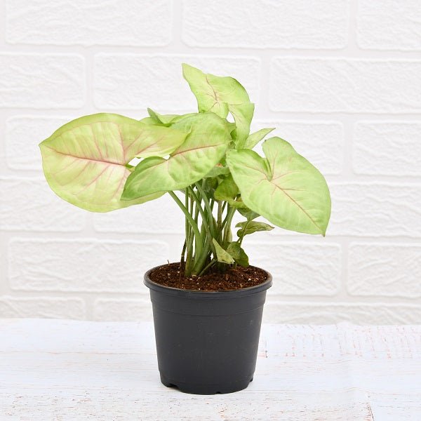 air purifier syngonium plant 