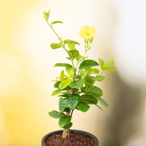 allamanda creeper - plant