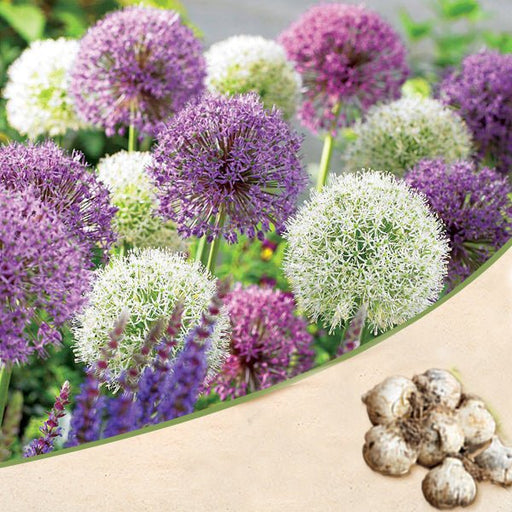 allium (random color) - bulbs (set of 5)