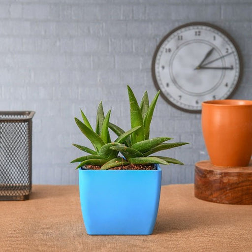 aloe barbadensis vera - plant