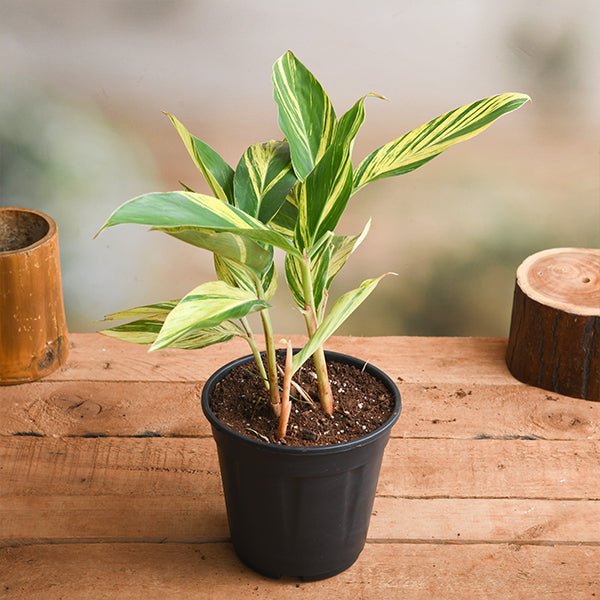 alpinia purpurata variegated - plant