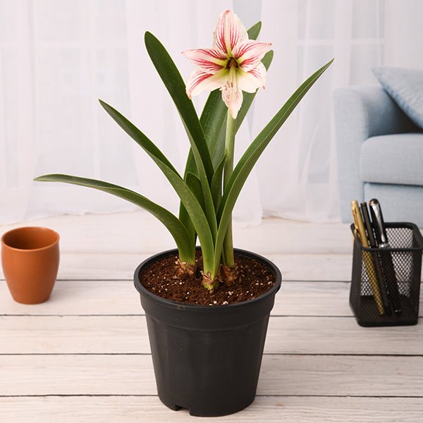 amaryllis lily double (white pink) - plant