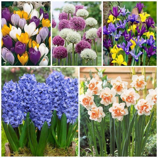 amazing flower bulbs - (25 bulbs pack)