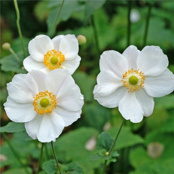 Anemone Coronaria Bride (White) - Bulbs