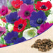 anemone (random color) - bulbs (set of 5)