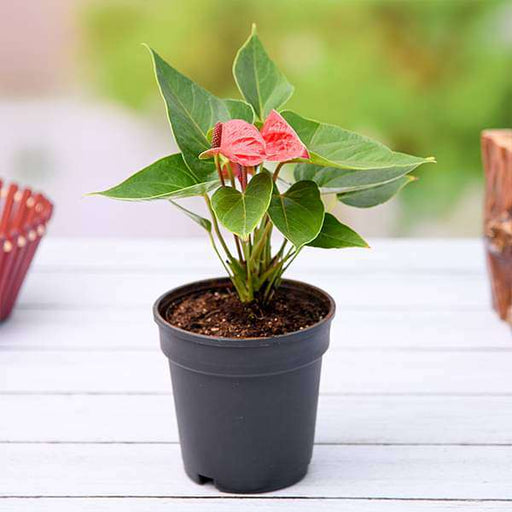 anthurium (red) - plant