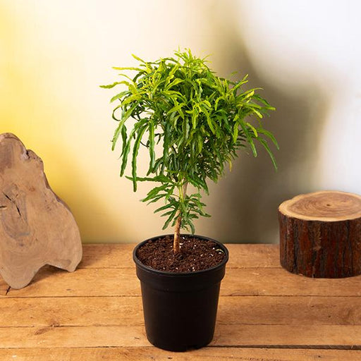 aralia golden - plant