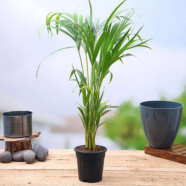 areca palm - plant