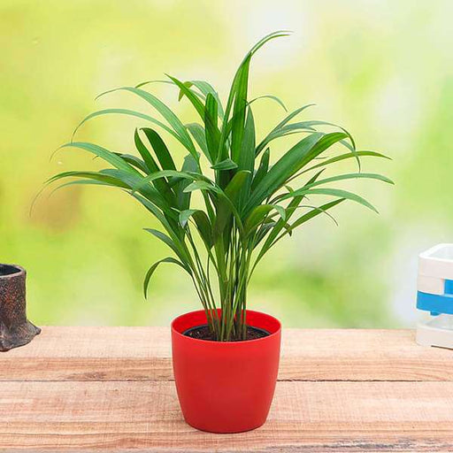 areca palm (small) - plant