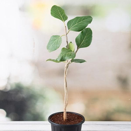 banyan - plant