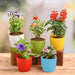 winter flower plants packs 