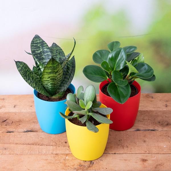 beautiful table top / office desk succulents 