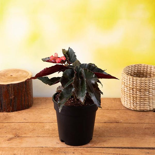 angel wing begonia (any color) - plant