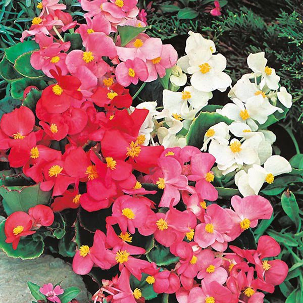 begonia (mix colors) - bulbs (set of 5)