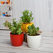 best 3 table top / office desk plants to bring prosperity 