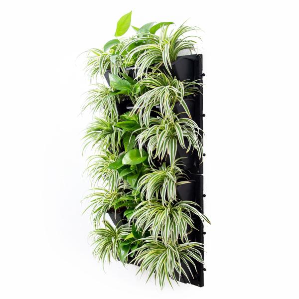 best indoor survivals for vertical garden 