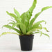 bird nest fern - plant