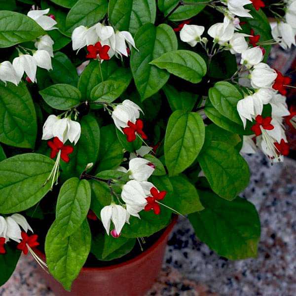 bleeding heart vine - plant