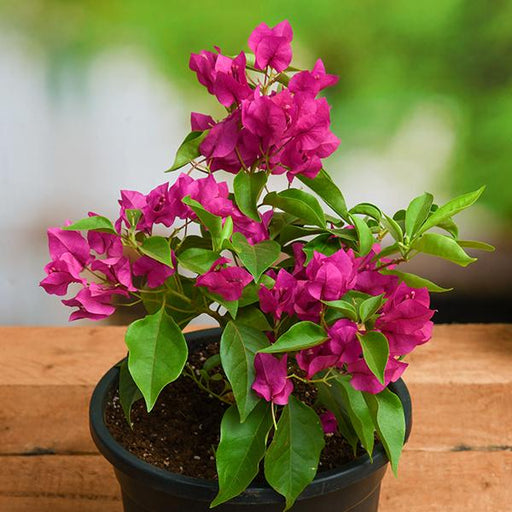 bougainvillea (pink) - plant