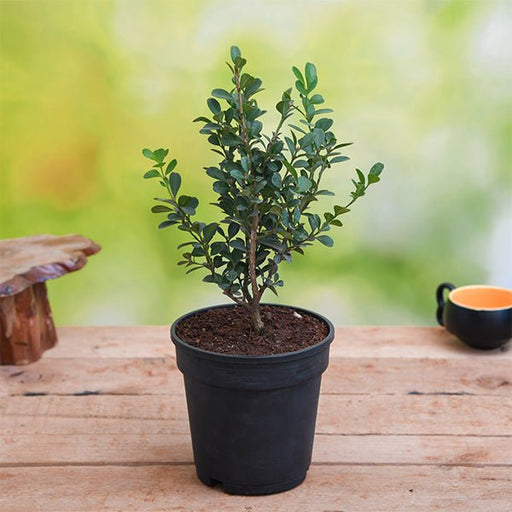 buxus microphylla japonica - plant