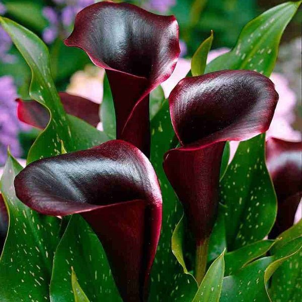 Calla Lily (Red, Balck) - Bulbs