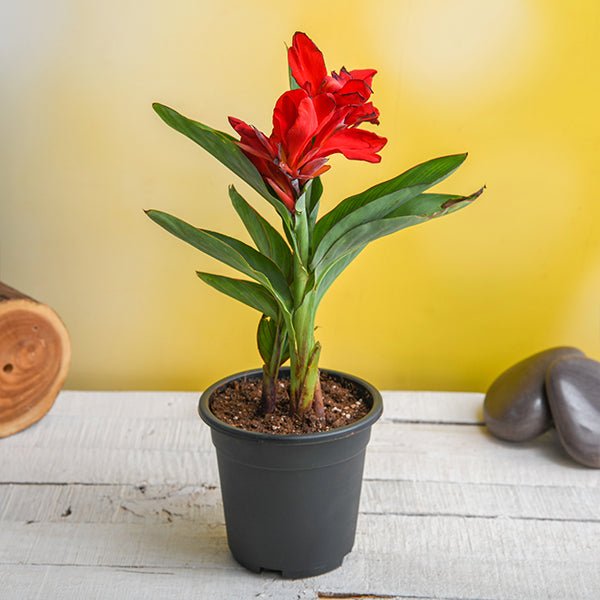 canna (red flower with green leaves) - plant