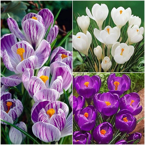 Charming Crocus - (15 Bulbs Pack)