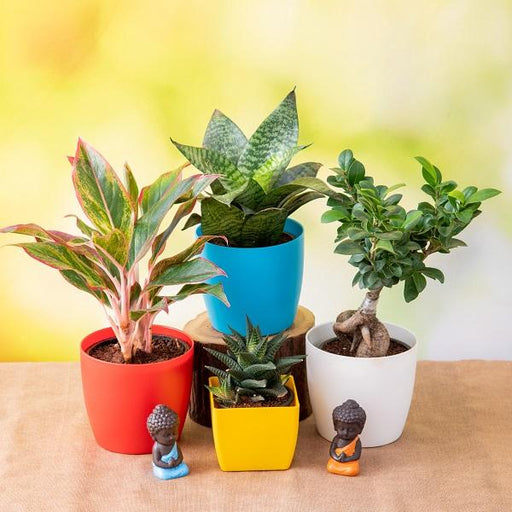 charming indoor plants with meditating buddha 