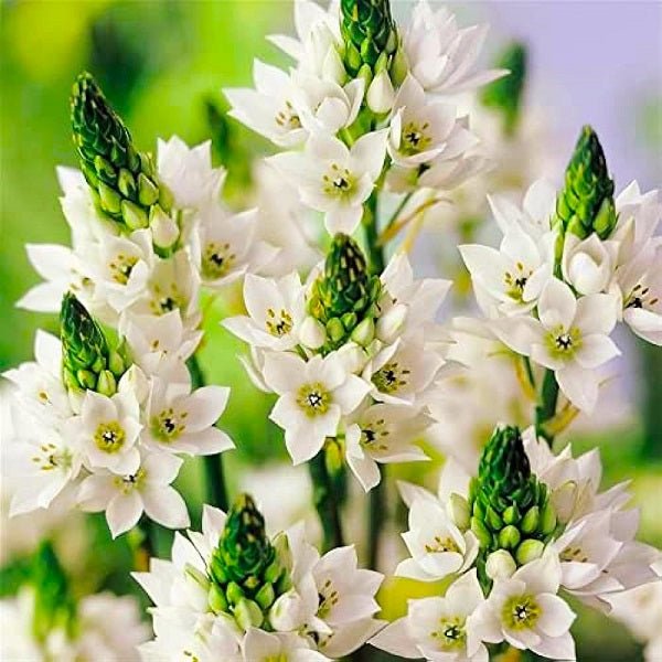 Chincherinchee, Ornithogalum (Cream) -Bulbs