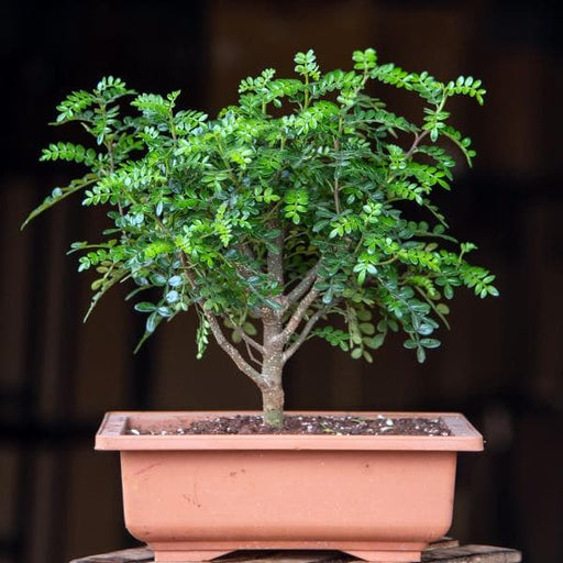 chinese pepper bonsai - plant