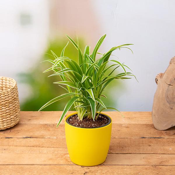 chlorophytum - plant