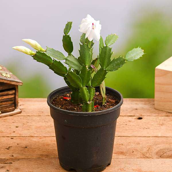 christmas cactus - plant